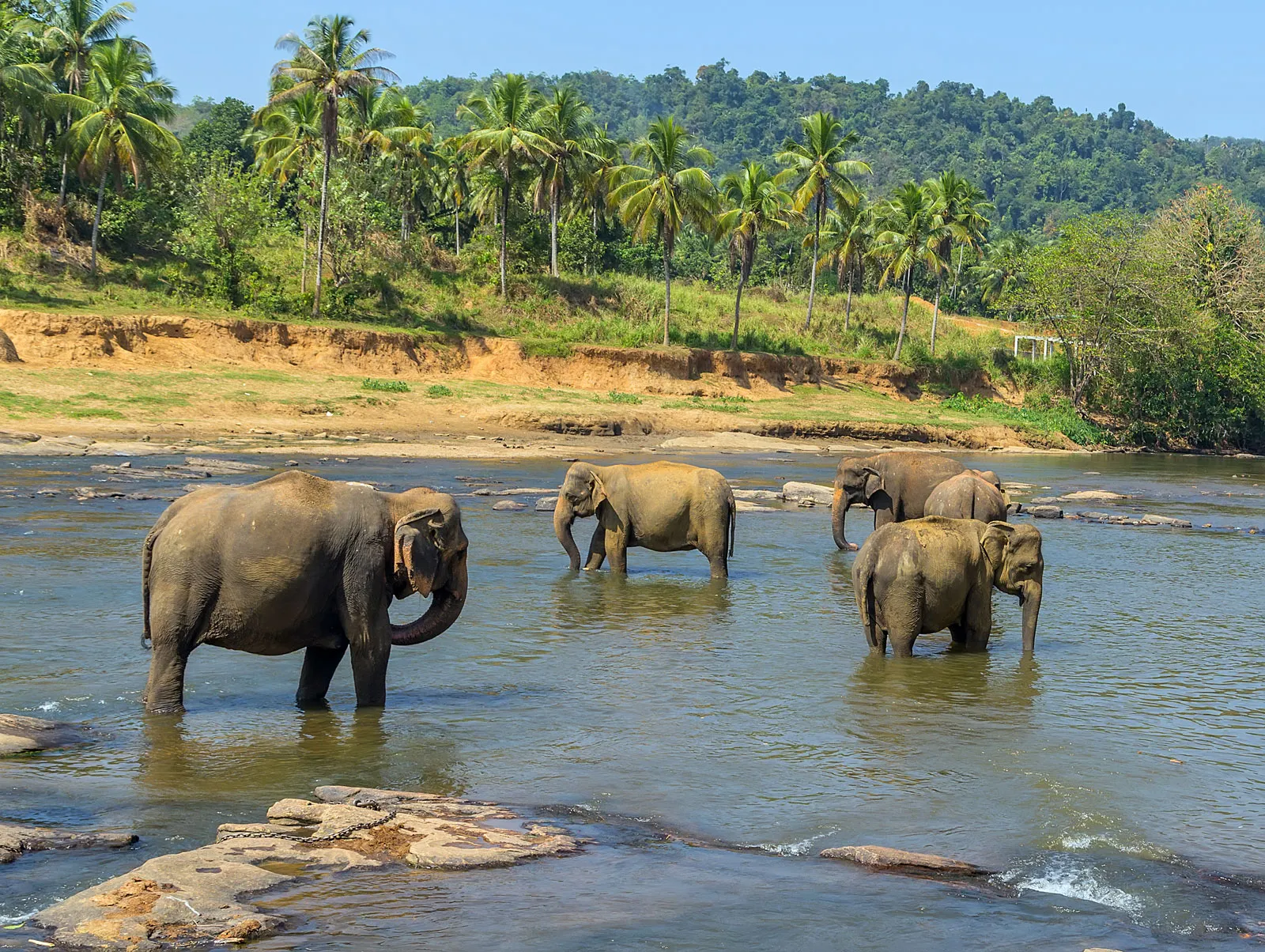 Wild Elephants in Sri Lanka